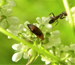 Anaspis flava