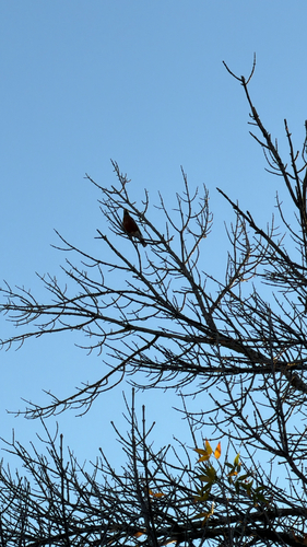 American Robin observed by htimsl