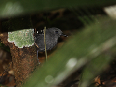 Willisornis poecilinotus