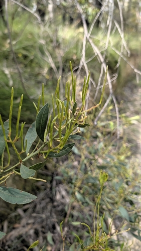 Acacia myrtifolia observed 2026-10-17