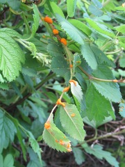 Phragmidium mucronatum