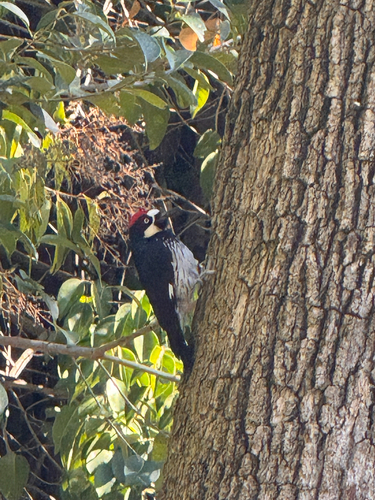 Acorn Woodpecker observed by loveandnature