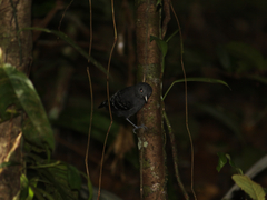 Willisornis poecilinotus