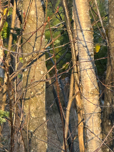 White-tailed Deer observed by cryptidly