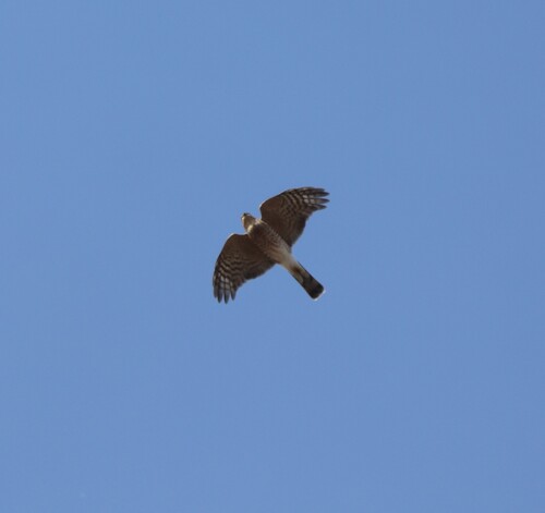 Sharp-shinned Hawk observed by leighmn