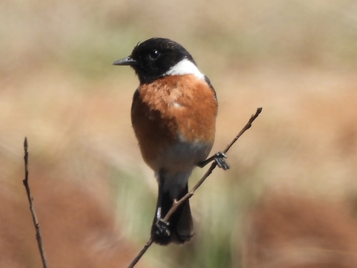 iNaturalist image