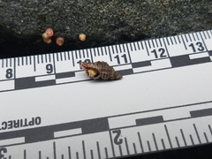 Paciocinebrina interfossa