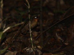 Gymnopithys rufigula