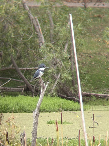 Belted Kingfisher observed by alex_tran