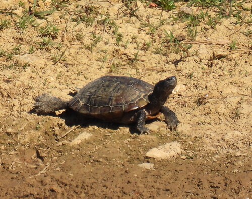Pond Slider observed by jeffgarner