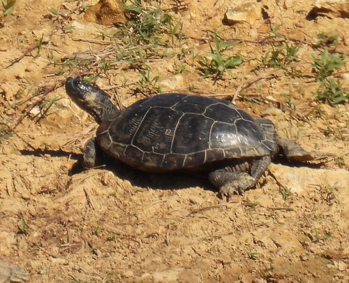 Pond Slider observed by jeffgarner
