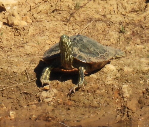 Yellow-bellied Slider observed by jeffgarner