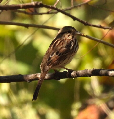 Song Sparrow observed by jeffgarner