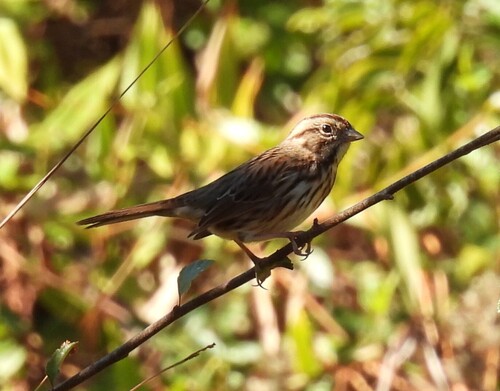 Song Sparrow observed by jeffgarner