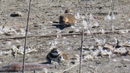 Killdeer observed by kbrily786