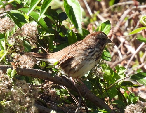 Song Sparrow observed by jeffgarner
