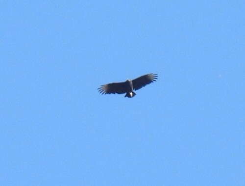 Black Vulture observed by jeffgarner