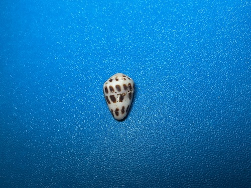 Conus ebraeus observed 2026-10-18