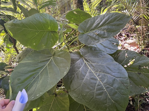Solanum betaceum observed 2026-10-17