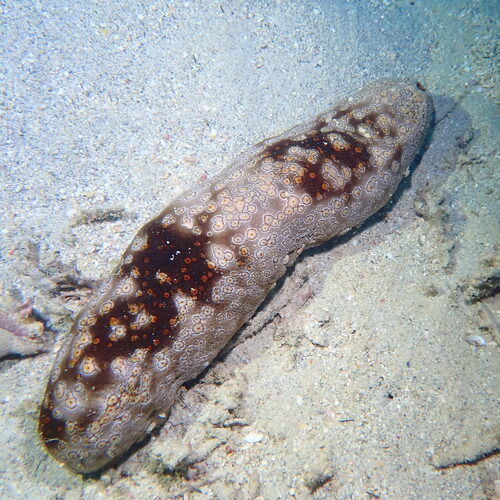 Bohadschia argus observed 2026-10-18