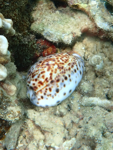Cypraea tigris observed 2026-10-17