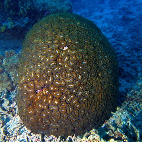Lobophyllia corymbosa observed 2026-10-18