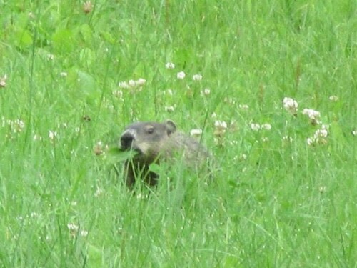 Groundhog observed by anglocan1