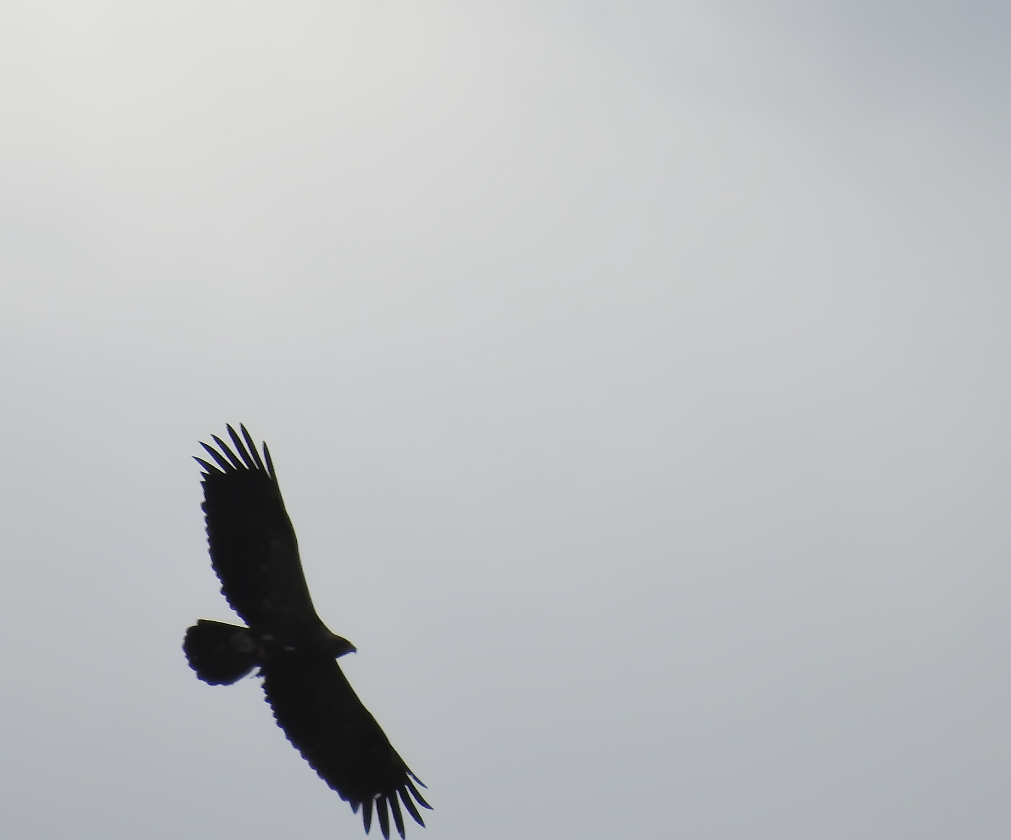 Lesser Spotted Eagle