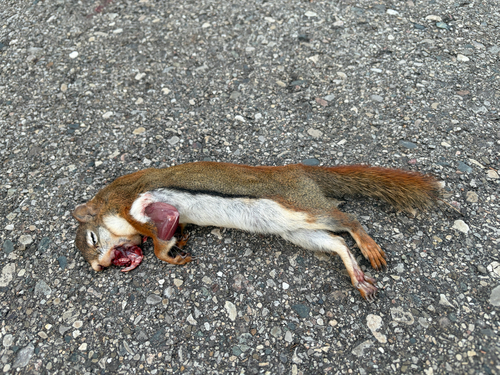 American Red Squirrel observed by emmacarlson
