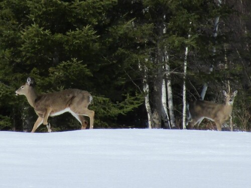 White-tailed Deer observed by anglocan1
