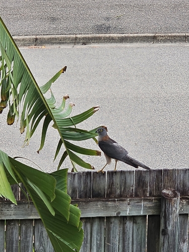 Accipiter cirrocephalus observed 2026-10-18