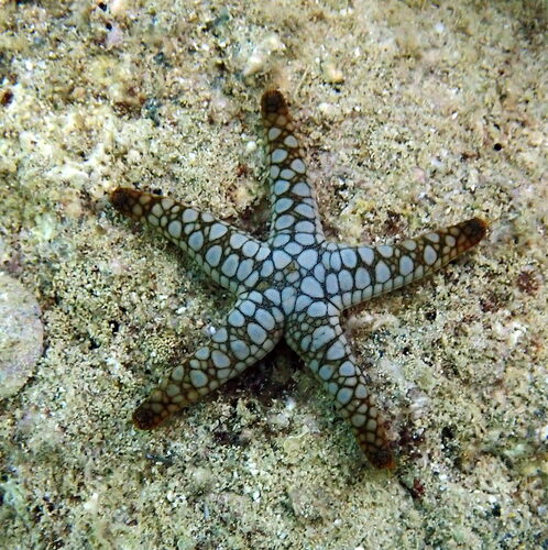 Fromia indica observed 2026-10-18