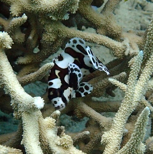 Plectorhinchus chaetodonoides observed 2026-10-18