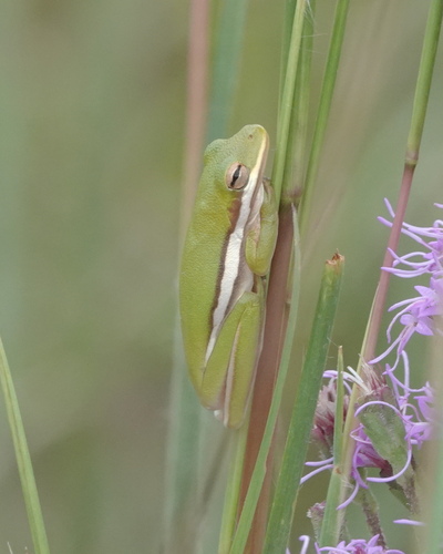 Green Treefrog observed by dish1978
