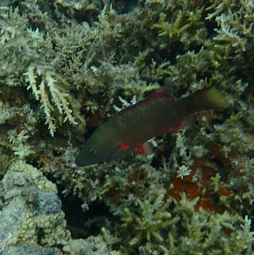 Oxycheilinus digramma observed 2026-10-18