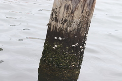 Amphibalanus eburneus