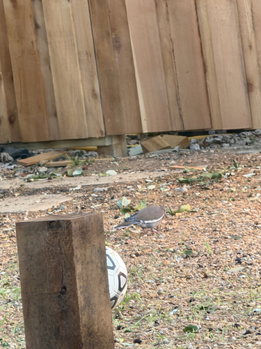 White-winged Dove observed by tanman9921
