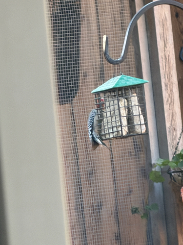 Red-bellied Woodpecker observed by tanman9921