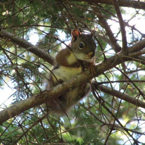 American Red Squirrel observed by anglocan1