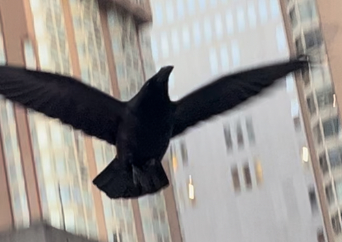 Common Raven observed by ktluvsthecanadianshield