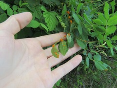 Phragmidium mucronatum