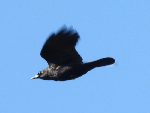 American Crow observed by sambiology