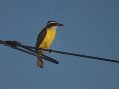 Pitangus sulphuratus