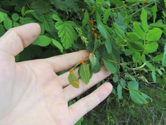 Phragmidium mucronatum