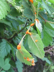 Phragmidium mucronatum