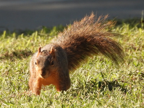 Eastern Fox Squirrel observed by sambiology