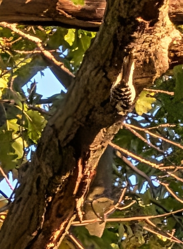 Downy Woodpecker observed by cmcdivit