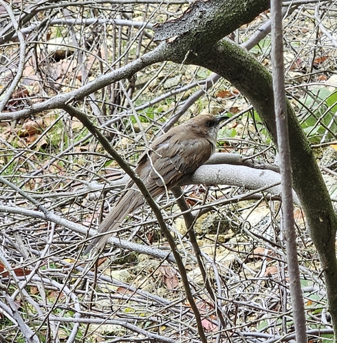 Black-billed Cuckoo observed by soilsflutterby