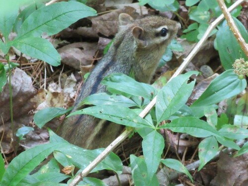 Eastern Chipmunk observed by anglocan1