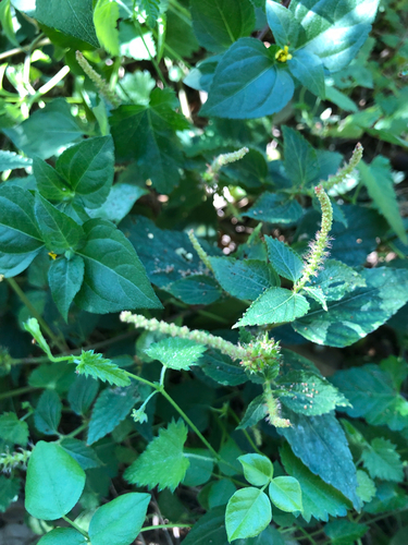 Acalypha phleoides, 2026-10-17